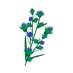 Fototapeta premium Pattern with blue cornflowers flowers on white background. Vector art illustration colorful design. Floral pattern element. Isolated vector illustration.