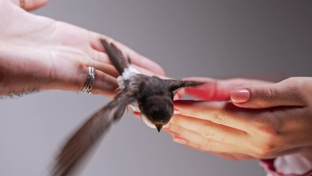 Man gives bird to woman. Barn swallow - hirundo rustica. Little tamed chick spreads wings. Symbol of hope, good news, love and spring. Ornithology, nature, fauna concept.