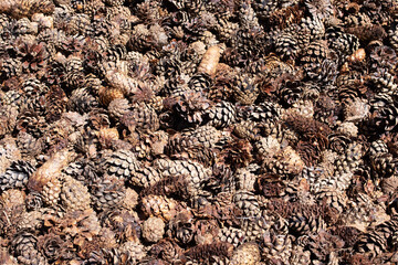 Brown spruce cones closeup background or texture