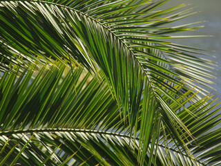 Fototapeta premium Palm tree