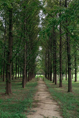 A quiet midsummer metasequoia forest.