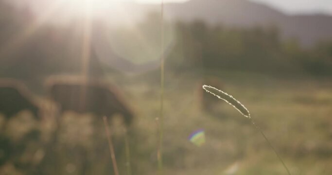 Macro shot of prairie grass as brown cows graze grassy fields at sunset.