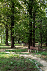 An empty bench in the metasequoia forest.