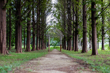 A quiet midsummer metasequoia forest.