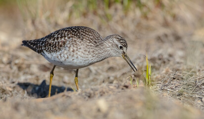 Wood Sandpiper  - Tringa glareola - in spring on the migration way
