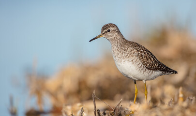 Wood Sandpiper  - Tringa glareola - in spring on the migration way