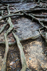 京都の鞍馬山にある木の根道