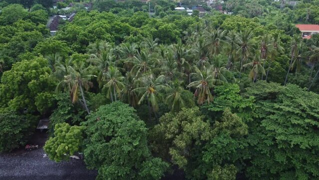 aerial view of rainforest on shoreline