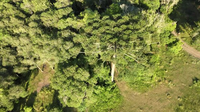 Drone view over a forest with a Brazilian pine tree (Araucaria angustifolia) typical of southern Brazil.