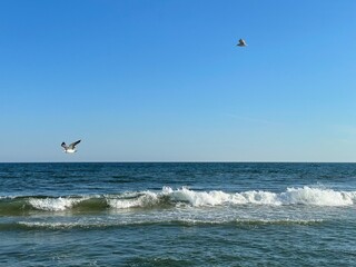 Seagulls flying over the atlantic ocean