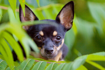 chihuahua looking through green leaves like in a jungle