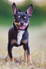 chihuahua standing in nature with tongue out