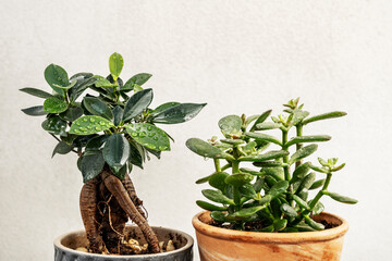 Indoor decorative plants with small ficus and jade plant with water drops