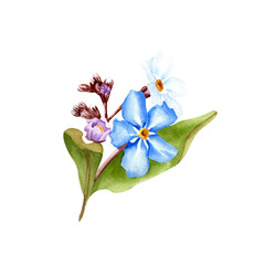 Fototapeta premium Forget me not flower branch watercolor illustration. Isolated on white background.
