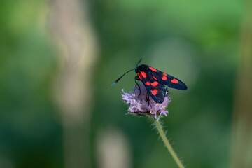 Narrow-bordered five-spot burnet (Zygaena lonicerae)