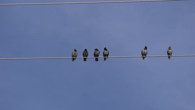 Starlings sit on an electric wire