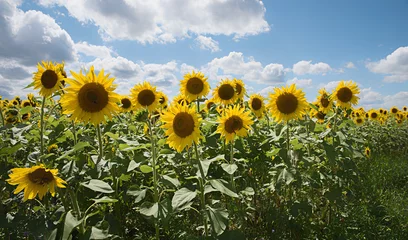 Fototapeten beautiful sunflower field with big blossoms, blue sky with clouds © SusaZoom