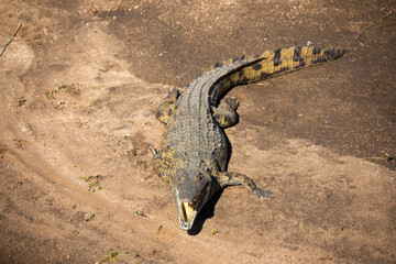 crocodile with its mouth open on the banks of a river and lake in the african savannah this reptile lives the wildlife of the african savannah is very dangerous and difficult to see on safari.