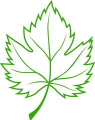 Verdant sycamore acer isolated maple