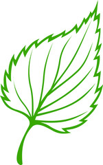 Beech, elm or aspen leaf isolated plant