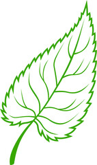 Ulmus or elm leaf isolated plant