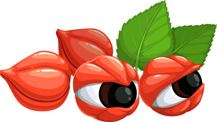 Superfood guarana red berries and green leaves