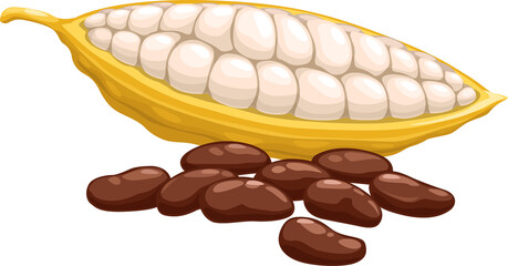 Cocoa beans in ripe pod isolated superfood product