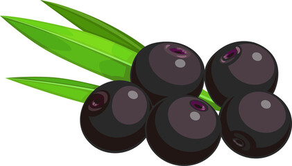 Black berries acai fruits organic dietary superfood