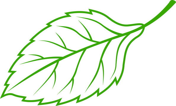 Beech or aspen leaf isolated foliage