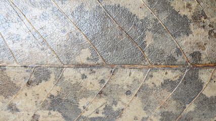 Dry leaf surface texture close up