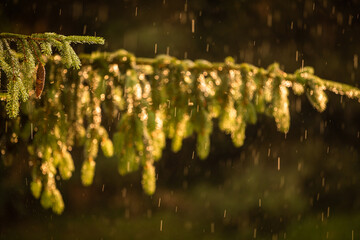 Telephoto lens compressed image of  a pine tree with shining water drops after summer rain. Natural green background. Moisture and humidity in the nature concept