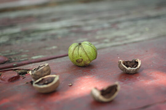 It Is Late Summer And Some Nuts Have Fallen From The Tree And Landed On A Picnic Table.