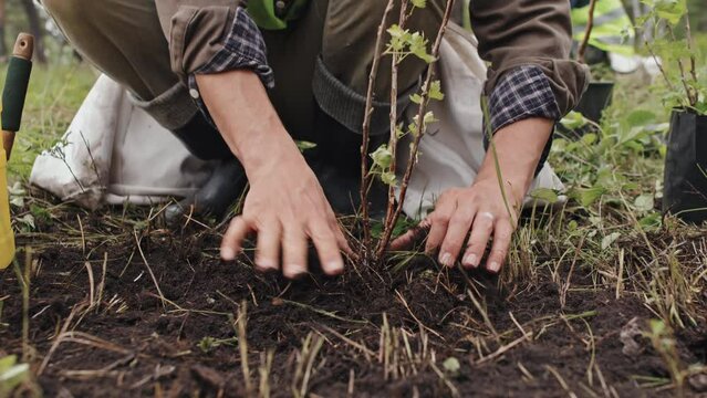 Low section of unrecognizable gardener planting tree sapling in soil