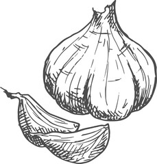Bulb of garlic isolated sketch of whole vegetable