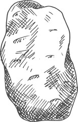 Potato tuber isolated vector vegetable