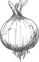 Whole onion bulb isolated vegetable root seasoning - obrazy, fototapety, plakaty