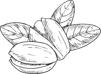 Monochrome pistachio nuts with leaves isolated