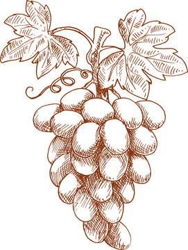 recommend clip art: Grapes fruit organic food, isolated sketch