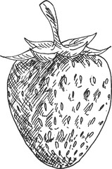 Strawberry isolated garden or wild forest berry