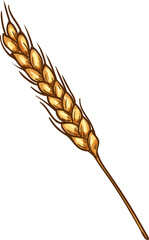 Wheat spike, field plant sketch icon