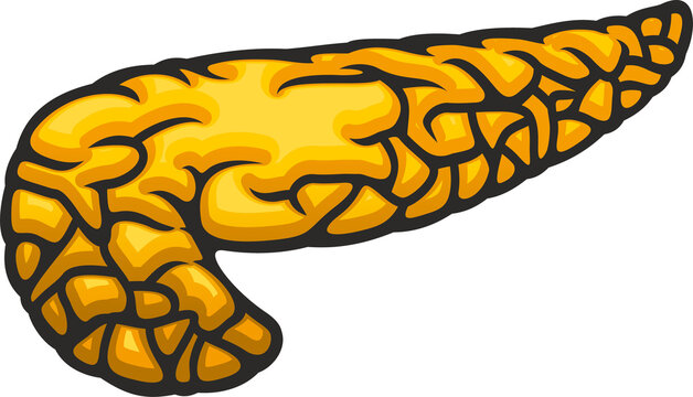 Pancreas icon, human internal organ