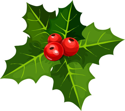 Holly berry, Christmas symbolic plant