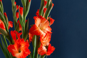 Elegant strict bouquet of coral gladioluses isolated on dark blue background with blank space. - obrazy, fototapety, plakaty