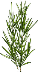 Citronella grass or lemongrass isolated green herb