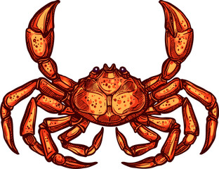Marine crab sketch, monochrome nautical animal
