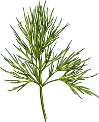 Dill herb or wild fennel branch isolated vector