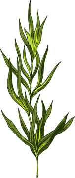 Estragon or tarragon green culinary herb isolated