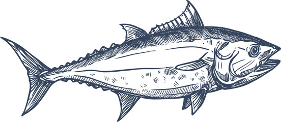 Bluefin tuna blackfin longtail fish isolate sketch