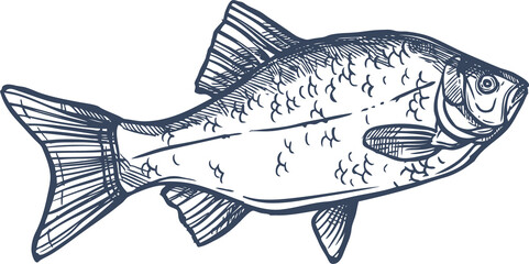 Common crucian carp isolated freshwater river fish