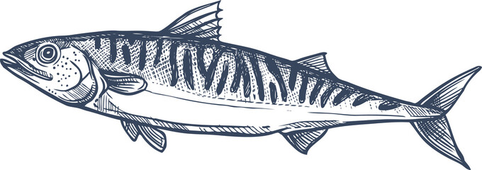 Mackerel common scombrid fish isolated sketch icon - obrazy, fototapety, plakaty